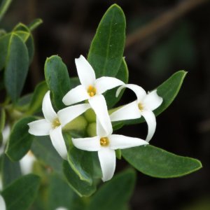 Daphne oleoides ssp. oleoides