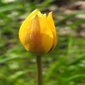 Tulipa orphanidea