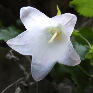 Campanula betulifolia