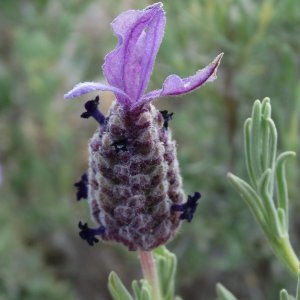Lavandula stoechas ssp. cariensis