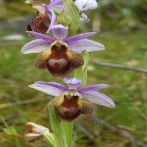 Ophrys argolica