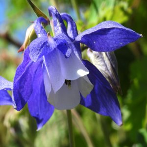 Aquilegia olympica