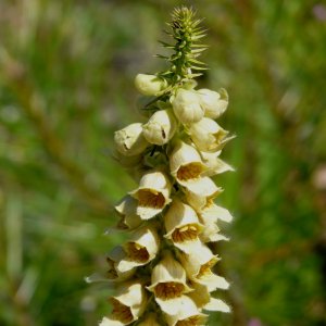 Digitalis ferruginea ssp. ferruginae