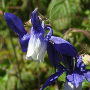 Aquilegia olympica