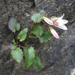 Campanula betulifolia