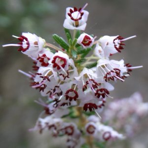 Erica manipuliflora