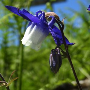 Aquilegia olympica