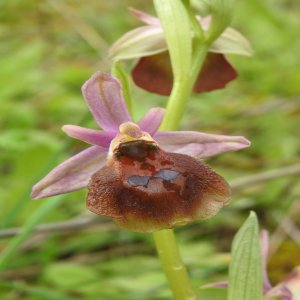 Ophrys argolica