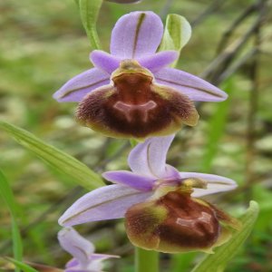 Ophrys argolica