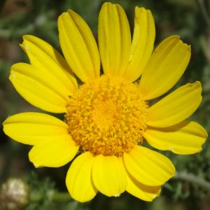 Glebionis coronarium Sin: Chrysanthemum coronarium